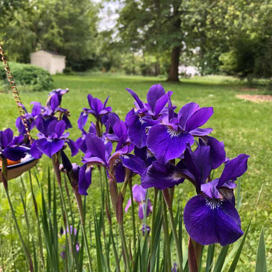 Iris sibirica 'Caesar's Brother' - rigidly upright perennial with ornamental leaves