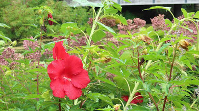 Hibiscus x 'Lord Baltimore' - vigorous and robust perennial with red flowers.