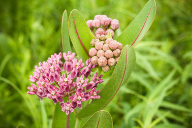 Prairie Milkweed (Sullivant's or Smooth Milkweed) is perennial suitable for medium sized gardens