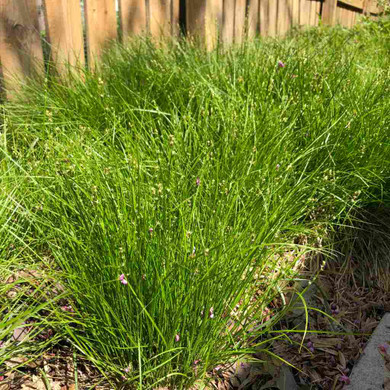 Carex radiata - Eastern Star Sedge is tough clump-forming grass for half shade or dappled sun garden