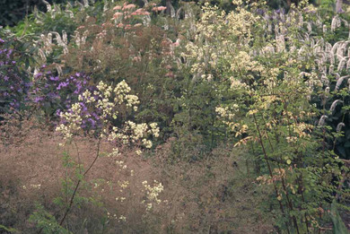 Thalictrum pubescens aka T. polygamum in naturalistic design by ©Adam Woodruff Garden Design