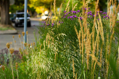 Ironweed 'Southern Cross'  - charming late flowering perennial ©Courtesy of Scott Weber