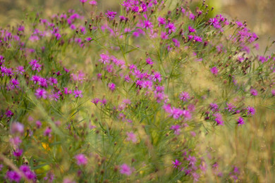 Vernonia 'Southern Cross' - drought tolerant perennial with late summer flowers ©Courtesy of Scott Weber