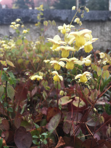 Epimedium x versicolor 'Sulphureum' - barrenwort - very long-lived perennial for shade garden. Good hosta companion