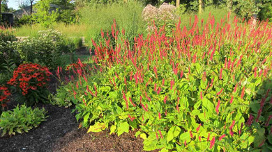 Mountain Fleece ' Golden Arrows' - perennial that does well in Midwestern gardens ©cultivar413