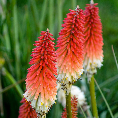 Torch Lily - Kniphofia 'High Roller' - exotic perennial for Midwestern summer garden © Walters Gardens