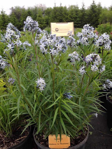 Amsonia 'Midway to Montana' - tought and long-lived perennial for sun or half shade ©Intrinsic Perennial Gardens