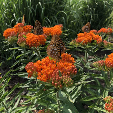 Asclepias tuberosa var. interior - butterfly milkweed suitable for clay soil ©US Perennials