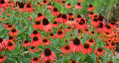 Echinacea 'Postman' - highly recommended perennial for sunny garden and pollinator support ©Mt. Cuba