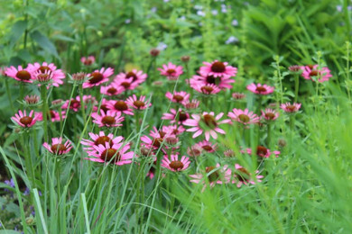 Echinacea 'Pixie Meadowbrite' - compact, long-lived perennial and top performing coneflower ©Andrew Marrs Garden Design