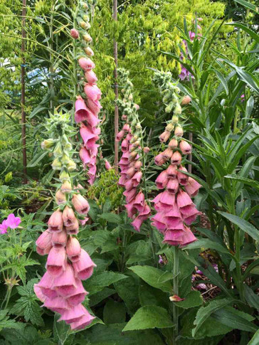 Dibitalis x mertonensis - Strawberry Foxglove suits well to sunny border or woodland edge ⒸJohn Langston