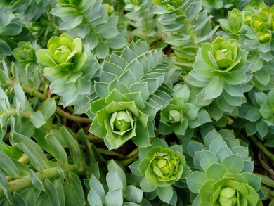 Myrtle Spurge - perennial with ornamental leaves, drought and poor soil tolerant ⒸUS Perennials