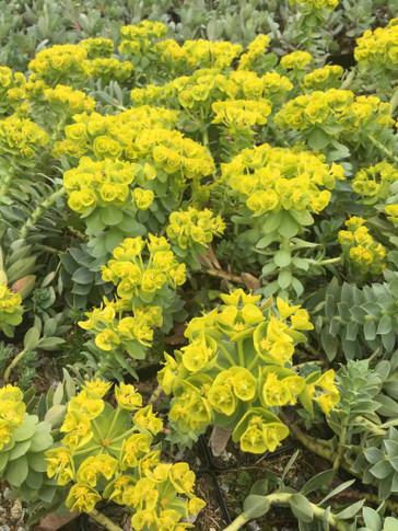 Euphorbia myrsinites - mid spring flowering rock garden plant ⒸUS Perennials