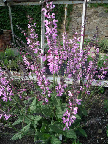 Salvia pratensis 'Rose Rhapsody' - early summer blooming, pollinator friendly and attracting hummingbirds ⒸUS Perennials