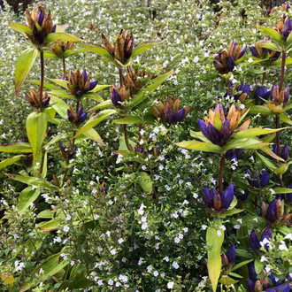 CALAMINTHA NEPETA SSP. NEPETA - LESSER CALAMINT