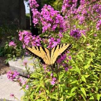 Phlox paniculata 'Jeana' - Tall Phlox 'Jeana' - PERENNIAL OF THE YEAR 2024