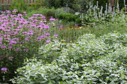 PERENNIAL OF THE YEAR 2025 - Pycnanthemum muticum - Blunt  Mountain Mint 
