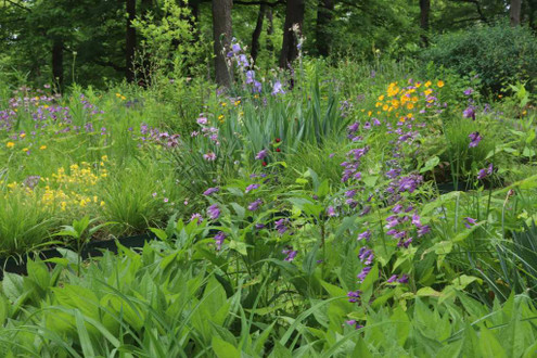 PENSTEMON SMALLII - Small's Beardtongue