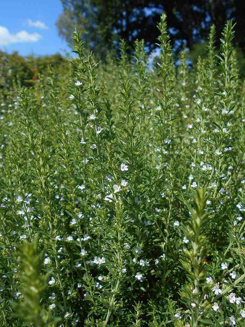 Winter Savory is common herb, but is less often used as drought tolerant and deer resistant perennial ⒸSalicyna