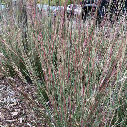 Little Bluestem 'Carousel' - short natural looking nativar that shows it's beauty in the fall ©US Perennials