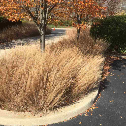 Schizachyrium scoparium 'Carousel' - tough ornamental grass that can be used as a groundcover on the traffic island ©US Perennials