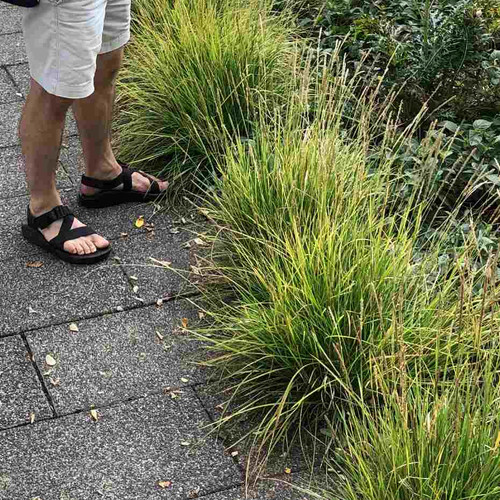 Sesleria autumnalis as edging plant in drier shade in Lurie Garden, Chicago, beginning of October ⒸUS Perennials