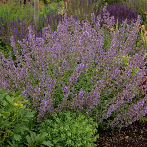 Catmint 'Walker's Low' - tough and long-lived perennial for sunny bed ©Walter's Gardens