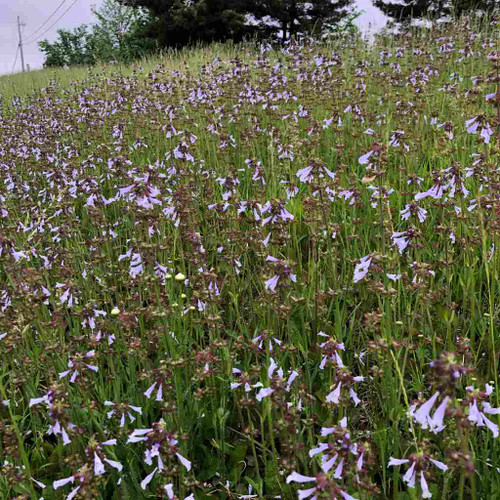 Lyreleaf Sage - excellent wildflower for bees, butterflies, hummingbirds and naturalization ©US Perennials nursery