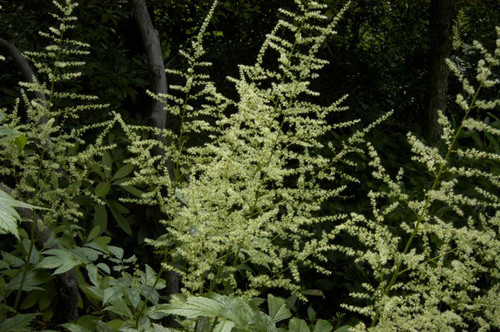 Appalachian False Goat's Beard - native Astilbe that goes well with Hosta and many other shade perennials ©Mt. Cuba