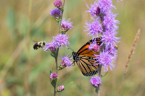 Liatris aspera - Rough Blazing Star attracts monarch butterflies and other native insects ©USFWSmidwest