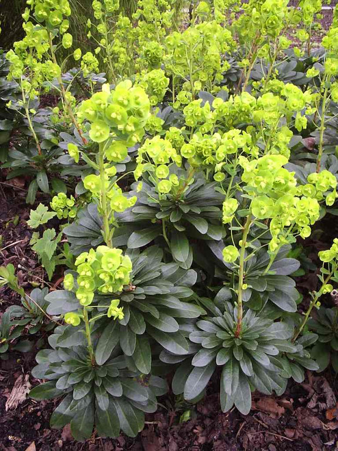 Euphorbia amygdaloides var. robbiae - groundcovering spurge, tolerant to dry shade ©US Perennials