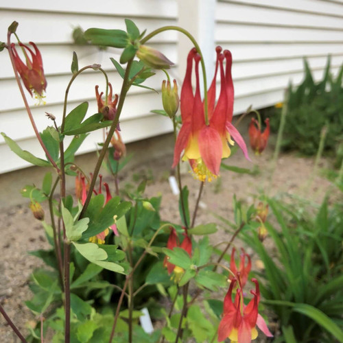 Wild Columbine - Aquilegia canadensis - versatile perennial for sun or shade