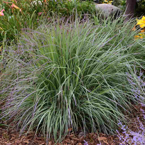 Schizachyrium scoparium 'Twilight Zone' - cultivar of native grass in late summer, older clumps get a bit wider ©Walters Gardens