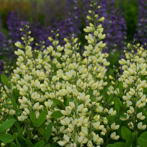 False Indigo hybrid 'Vanilla Cream' - heat, humidity and drought tolerant perennial ⒸWalters Gardens