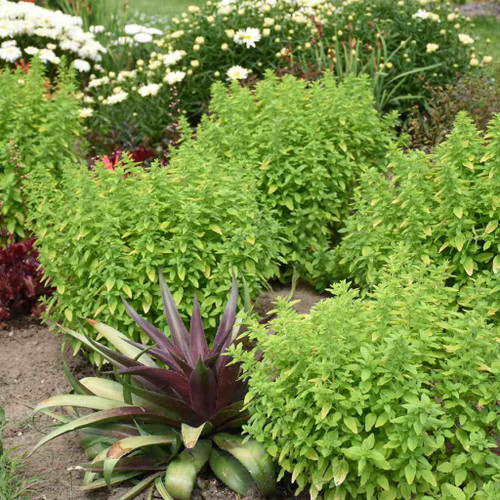 Origanum - Oregano 'Drops of Jupiter' - perennial that grows into dense ground covering moundsⒸWalters Gardens