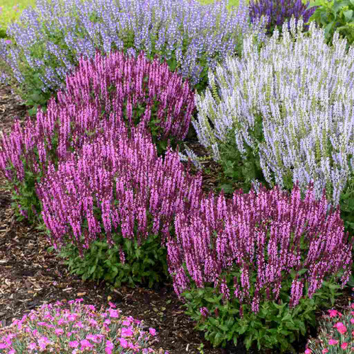 Salvia nemorosa 'Pink Profusion' - strong-reblooming and deer and rabbit resistant perennial ⒸWalters Gardens