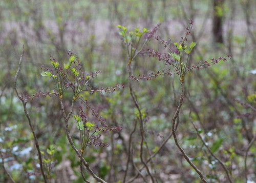 Yellow Root - nativegroundcovering shrub with small purple flowers in the spring ©Krzysztof Ziarnek