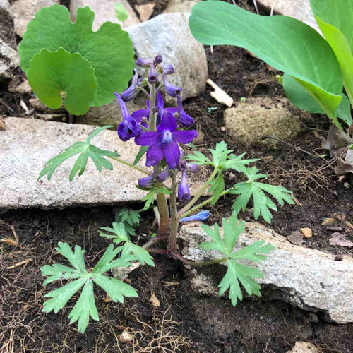 Delphinium tricorne - small ephemeral for half shade garden ©US Perennials