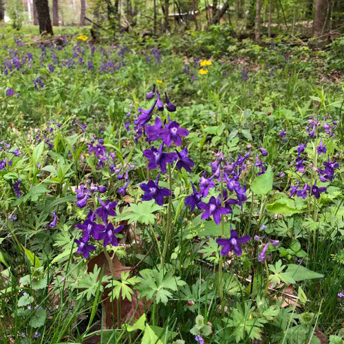 Delphinium tricorne - smaller spring ephemeral for partial shade or naturalization ©US Perennials