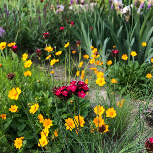 Dianthus cruentus - showy slender perennial for drained or dry soil ©US Perennials