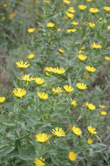 Narrowleaf Gumweed - Grindelia - late blooming native perennial ©Missouri Botanical Garden