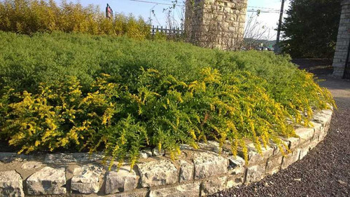 Solidago drummondii  in the raised bed, where it can arch down ©Missouri Botanical Gardens