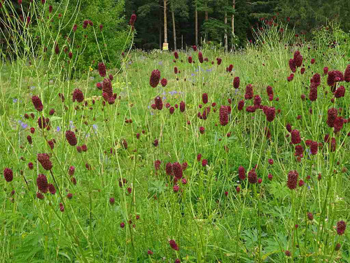 Sanguisorba officinalis - Burnet - showy perennial for naturalizing ©Lumaca