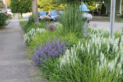 Salvia 'Lyrical White' in naturalistic planting in a narrow street stripe (hell stripe) ©Andrew Marrs Garden Design