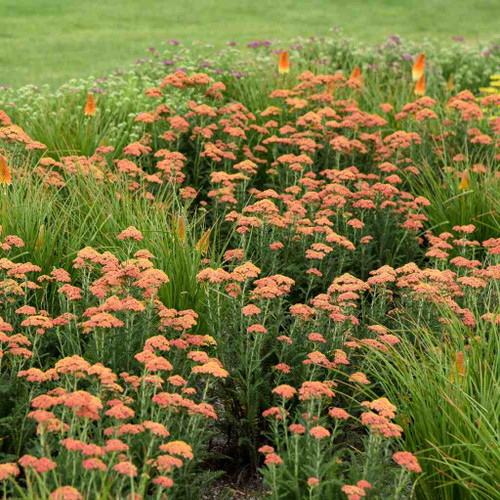 Achillea millefolium 'Firefly Peach Sky' - aromatic deer resistant perennial for sun ©Walters Gardens