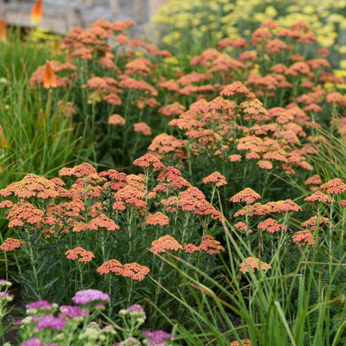 Yarrow 'Firefly Peach Sky' - easy to grow perennial for sunny garden ©Walters Gardens