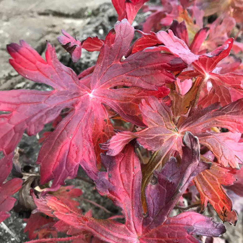 Wild Geranium 'Crane Dance' offers beautiful red fall color ©Walters Gardens