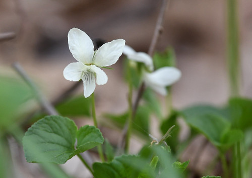 Viola striata - small grouncovering perennial for naturalization in partial shade or shade gardens ©Andy Reago & Chrissy McClarren