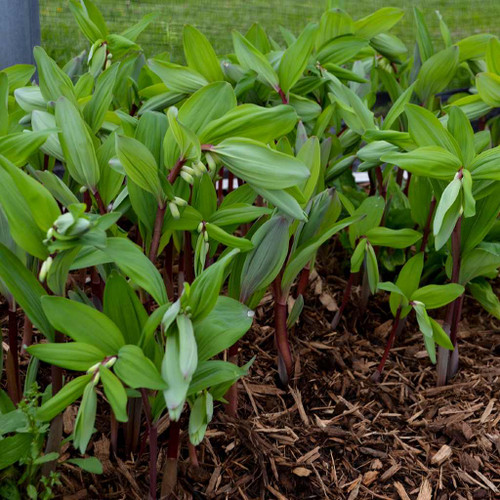 Solomons Seal 'Ruby Slippers' - forms somewhat groundcovering clumps and tolerates drier shade ©Walters Gardens