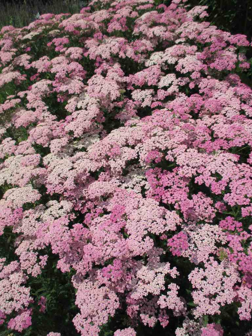 Yarrow 'Pretty Belinda' - easy and deer resistant perennial for sunny garden ©Mark Dwyer